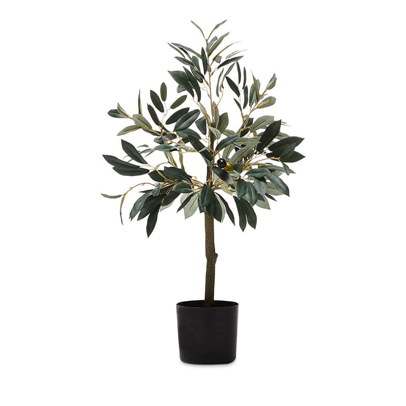 Mediterranean Garden Small Olive Tree 