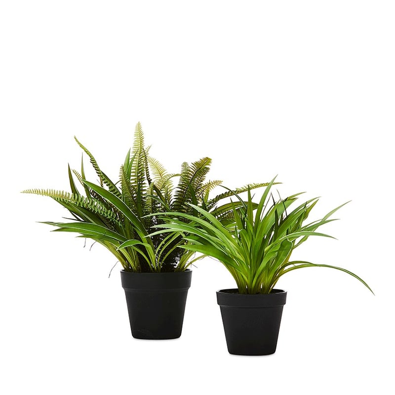 Maitland Large Green Fern  