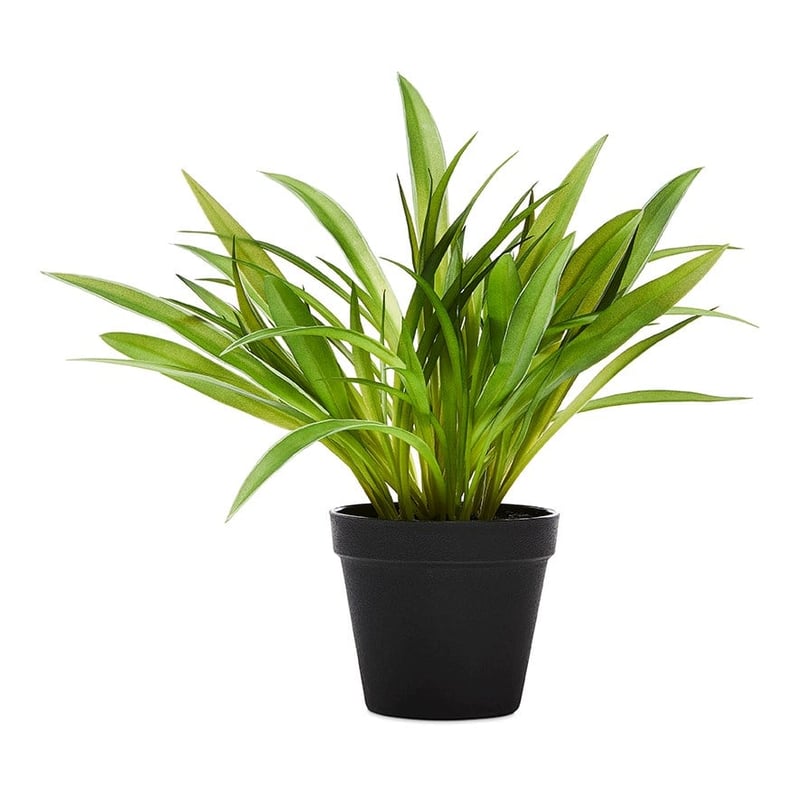 Maitland Green Fern  
