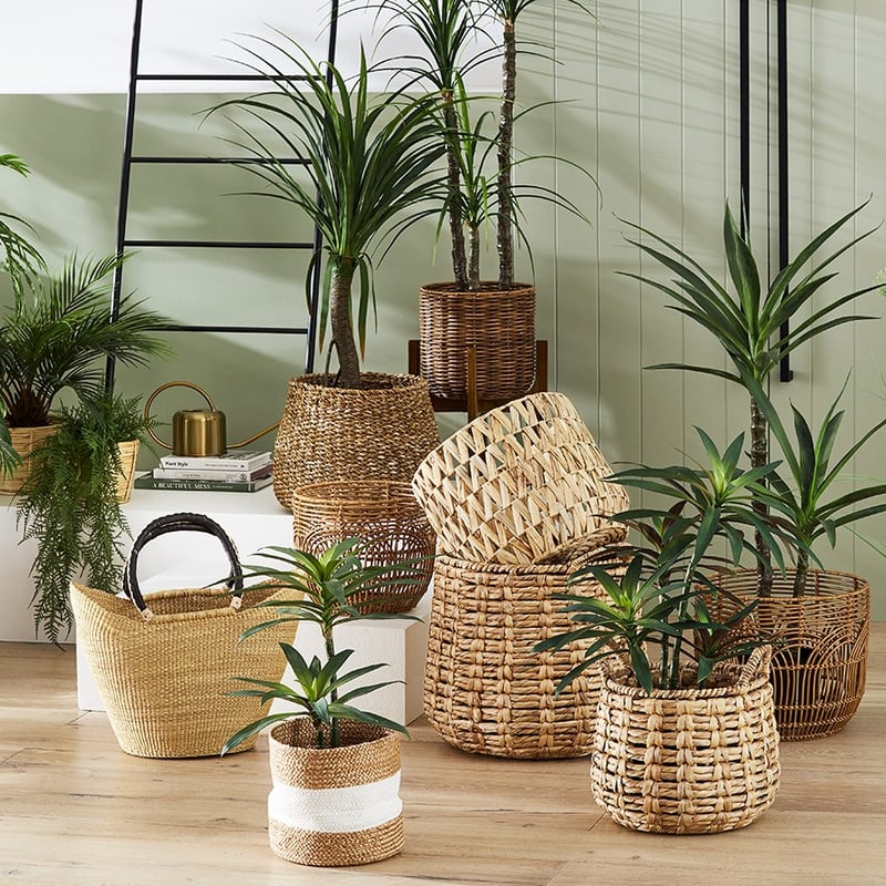 Dracena Small Evergreen Plant 