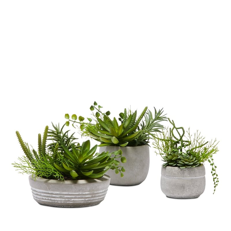 Isu Succulent Garden Green Succulent