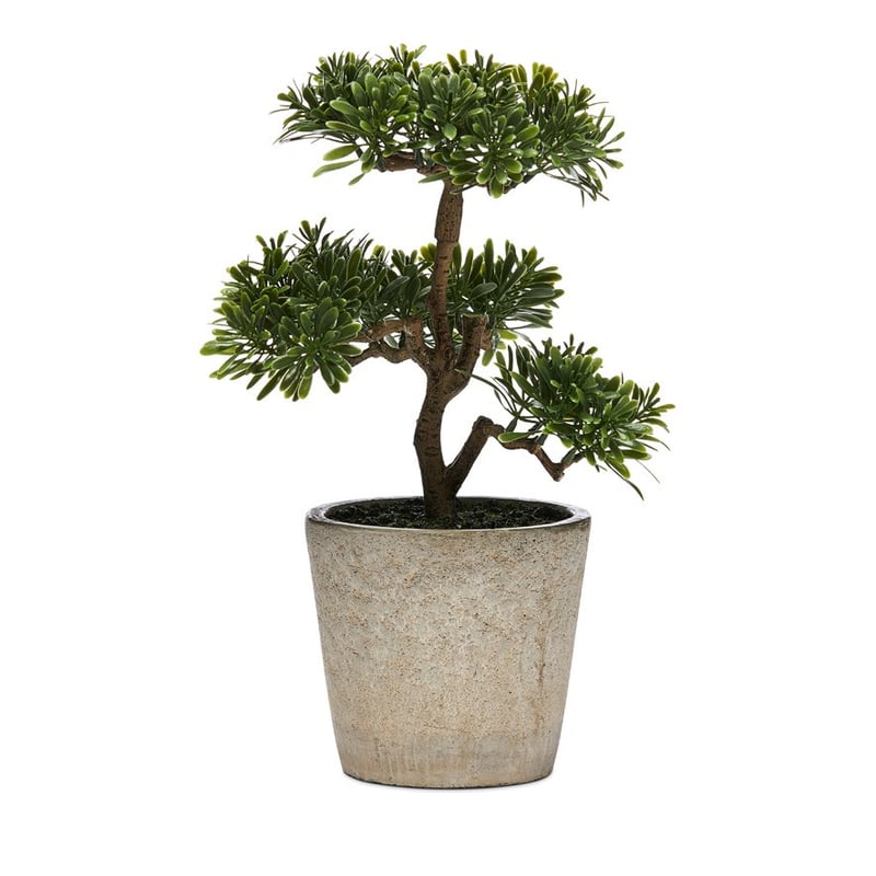 Bonsai Plant