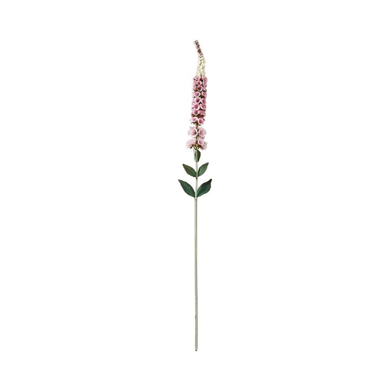 Native Pink Foxglove Stem