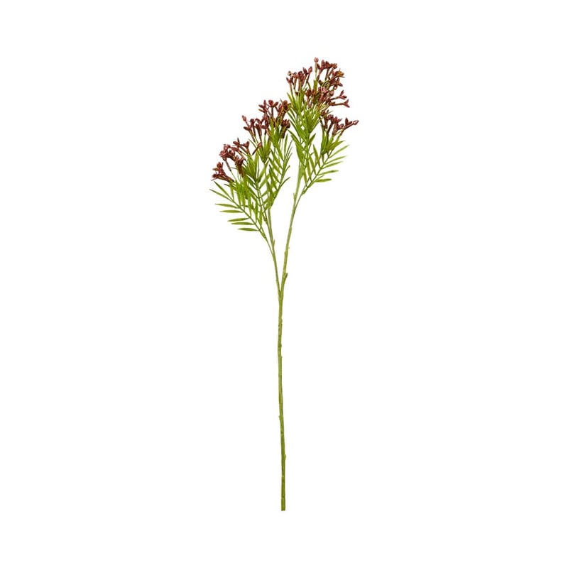 Native Stem Burgundy Narcissus 