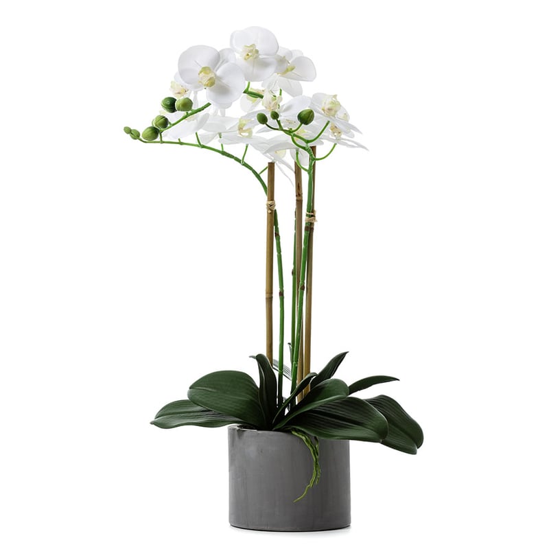 Butterfly Orchid In Pot 62cm White 5 stem