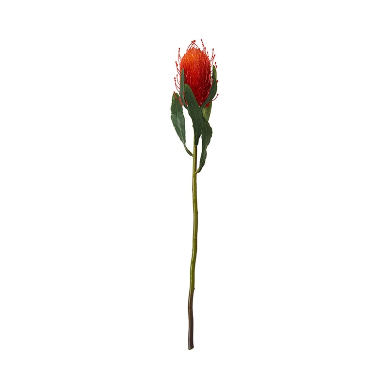 Spring Stems Banksia Red 