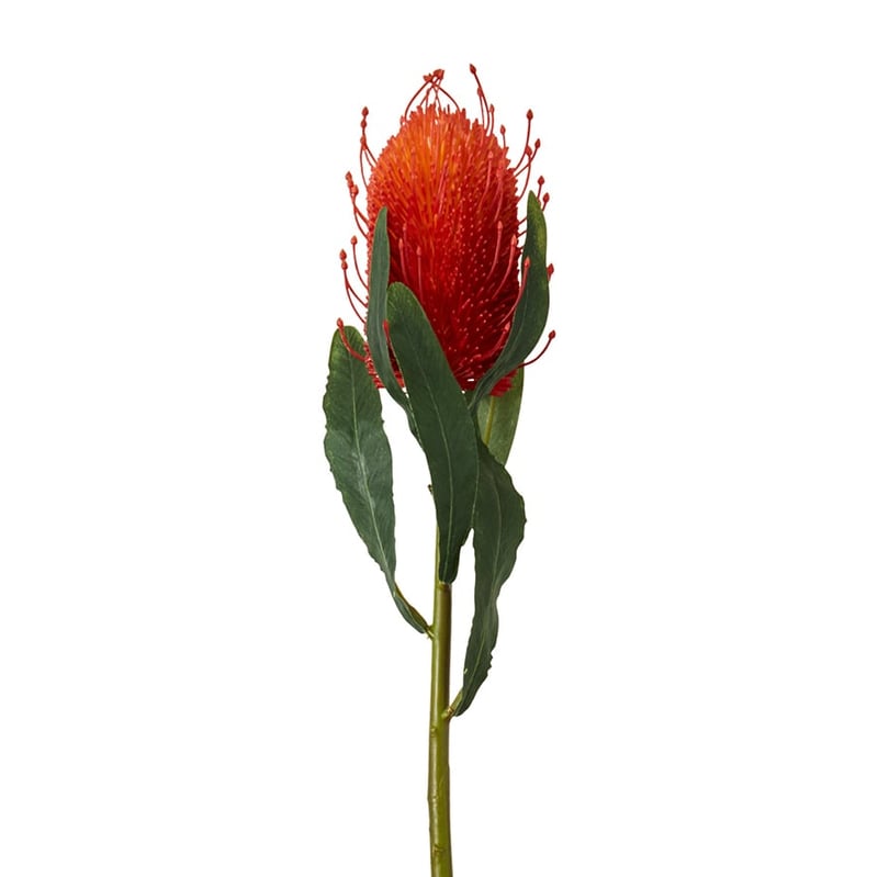 Spring Stems Banksia Red 