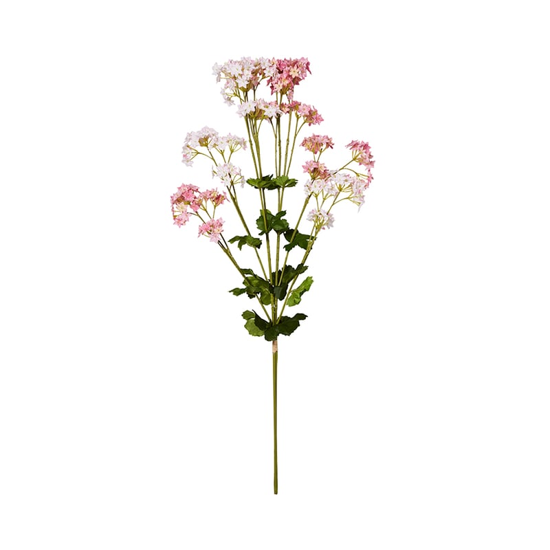 Spring Alchemilla Mollis Pink Stem