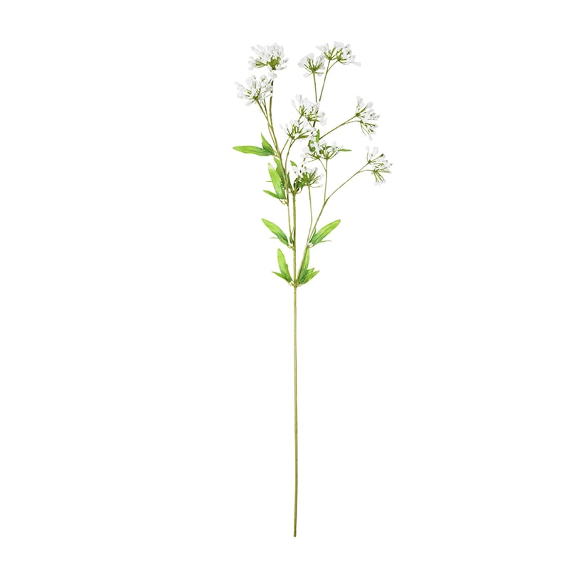 Spring Stems Alchemilla Mollis