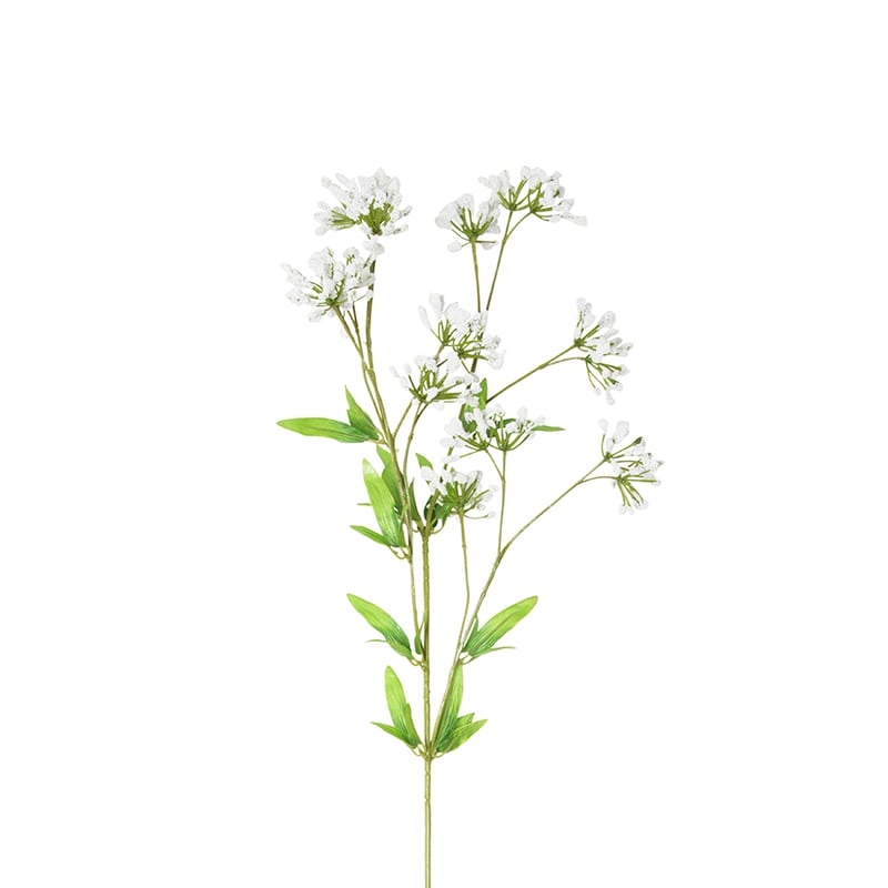 Spring Stems Alchemilla Mollis
