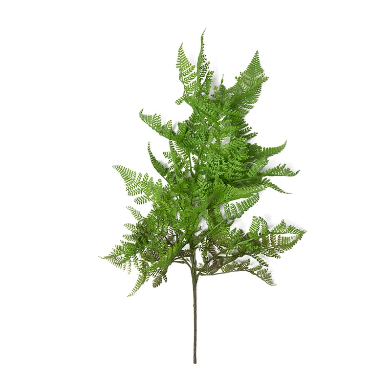 Spring Stems Cosmos Leaf