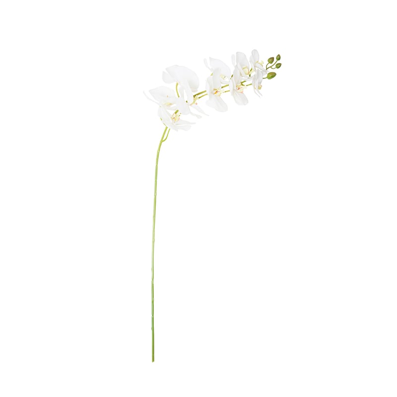 Spring Stems Orchid