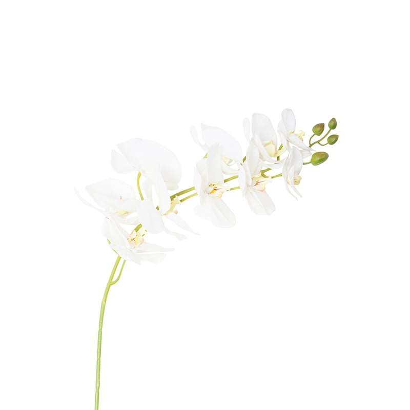 Spring Stems Orchid