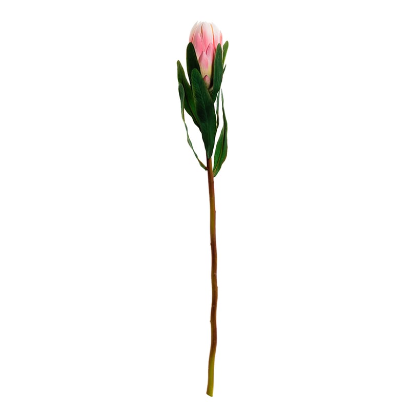 Spring Stems Princess Protea Bud Pink 