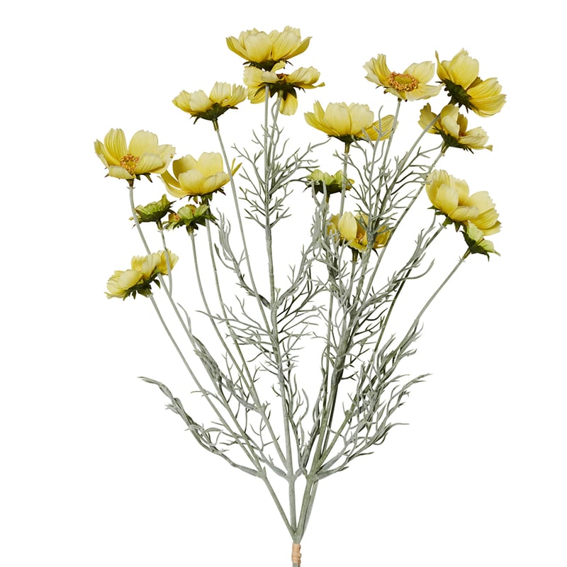 Spring Wild Cosmos Yellow Stem