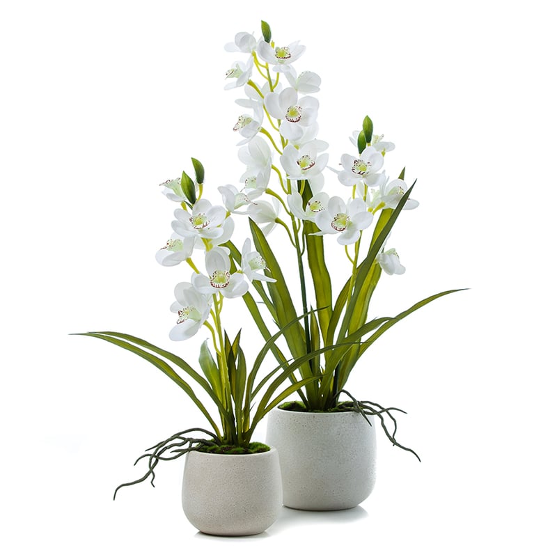 Cymbidium Orchids