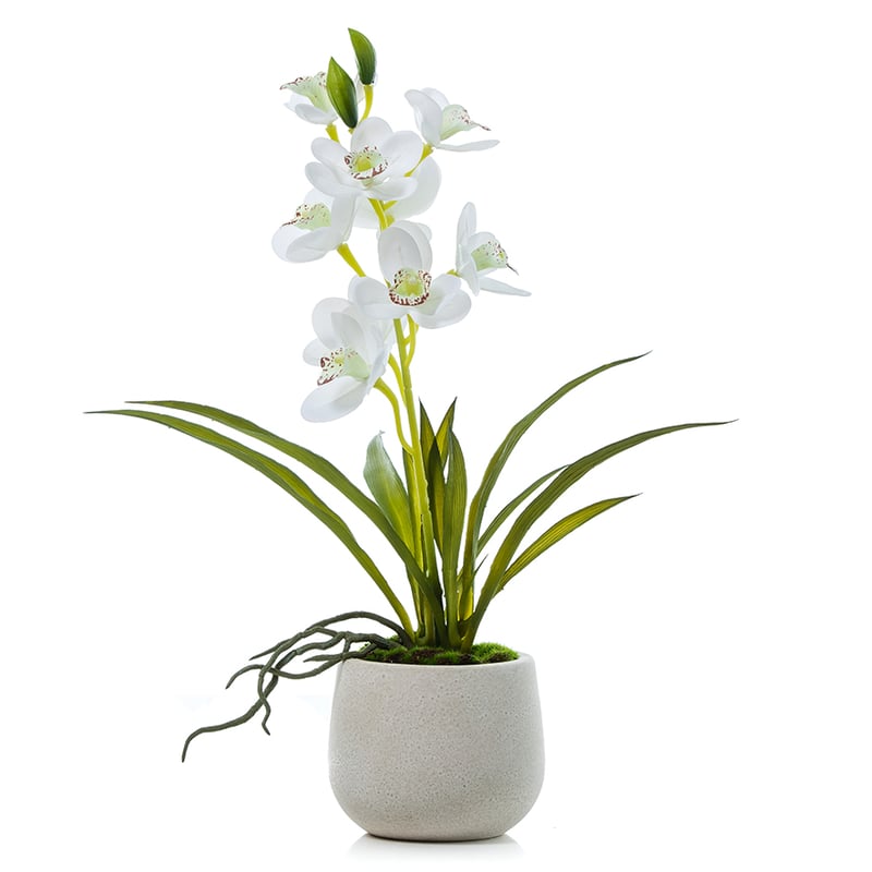 Cymbidium Orchids
