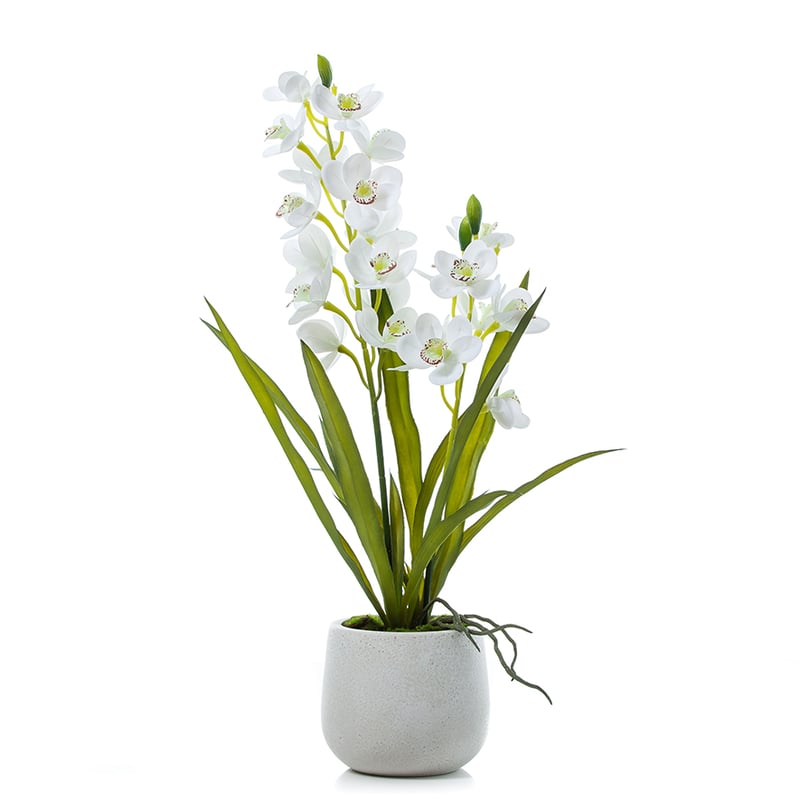 Cymbidium Orchids