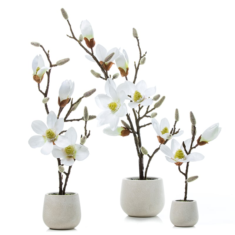 Potted Magnolia White 