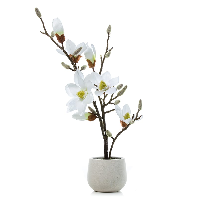 Potted Magnolia White 