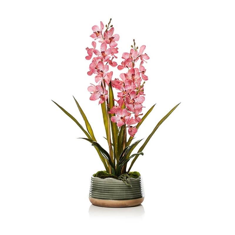 Vanda Orchid 3 Stem Pink 