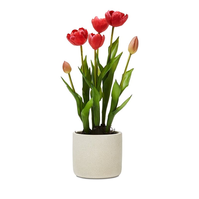 Cerise Tulip Collection 
