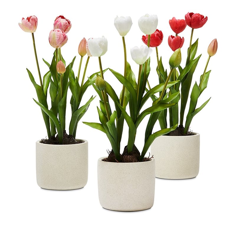 Cerise Tulip Collection 