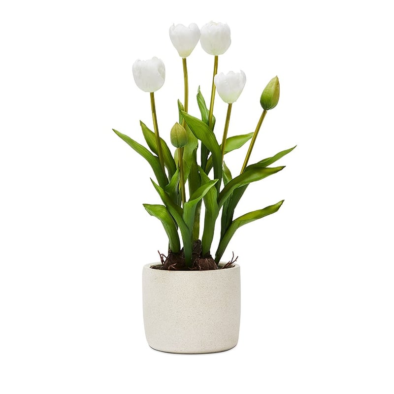White Tulip Collection 