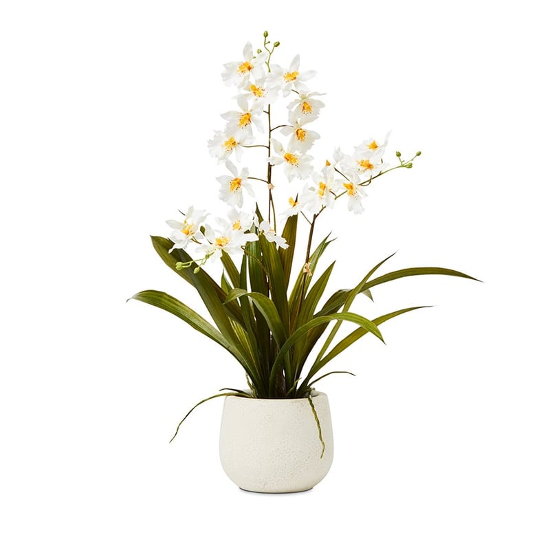 White Dancing Orchids In Pot