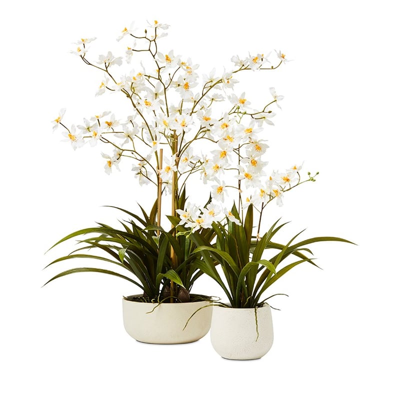 White Dancing Orchids In Pot