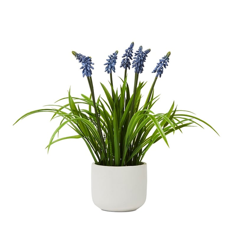Potted Green Hyacinth