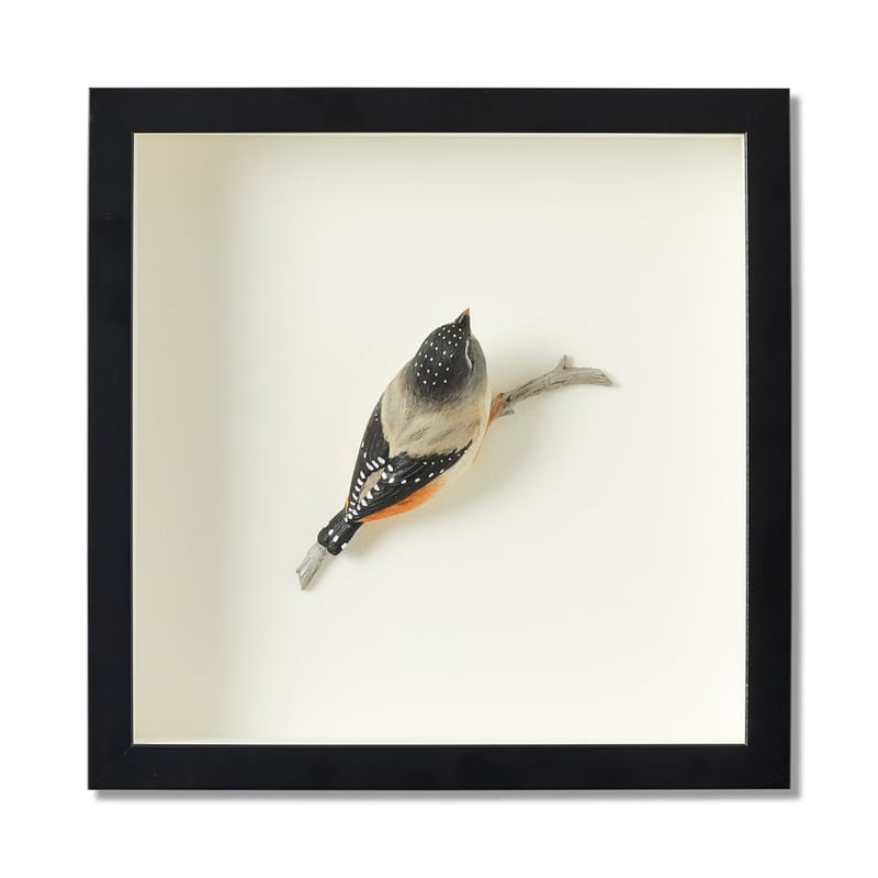 Framed Amber Spotted Wren Bird Sculpture