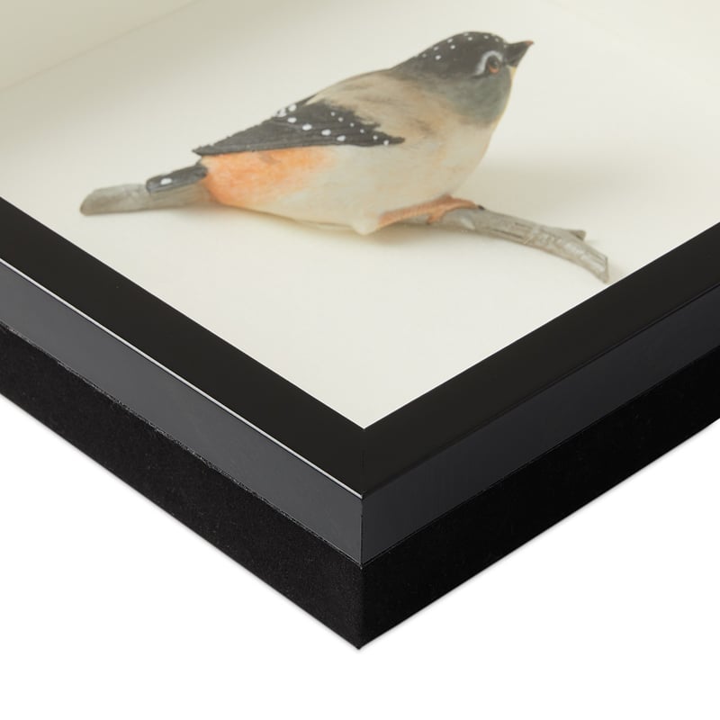 Framed Amber Spotted Wren Bird Sculpture