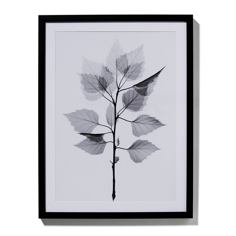 Transparent Foilage 47x62cm Grey Grace