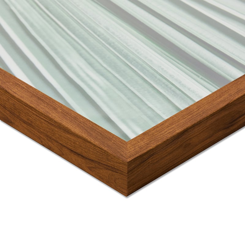 Summer Leaves Blush Fan Palm