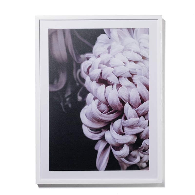 Photographic Floral Print Chrysanthemum