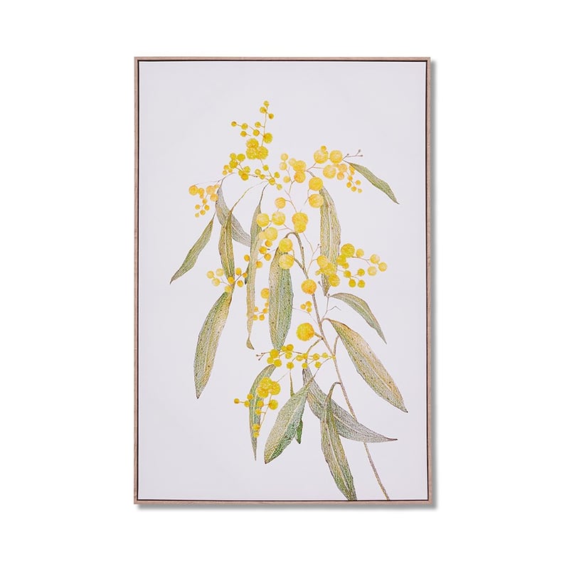 Australian Yellow Wattle Native Flora