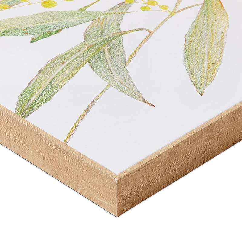 Australian Yellow Wattle Native Flora