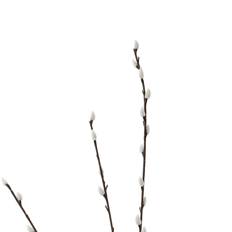 Spring Stems Pussy Willow Brown