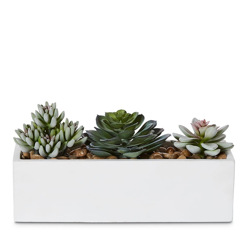 Kochi Succulent Garden Small White 