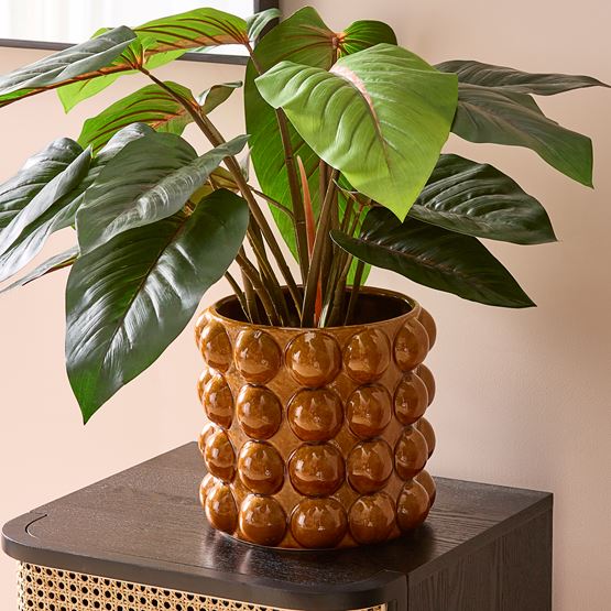 Red Philodendron 60cm Potted Plant