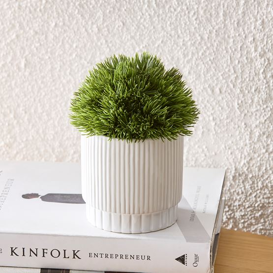 Buxus Green/White Potted Plant