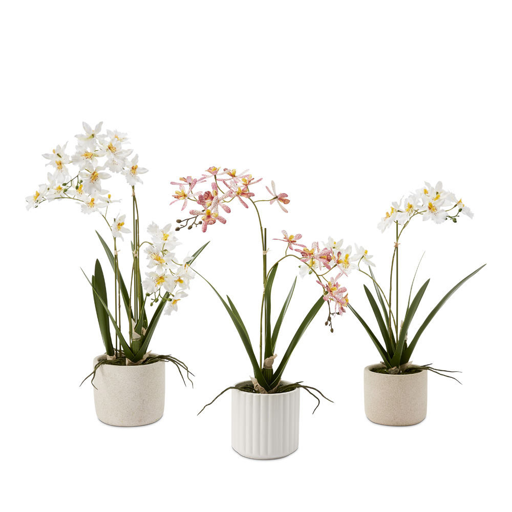 Potted White Spider Orchid Adairs