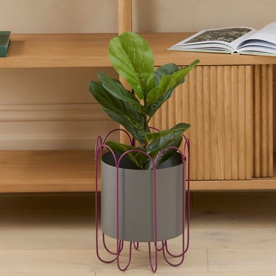 Fiddle Fig Potted Plant 50cm