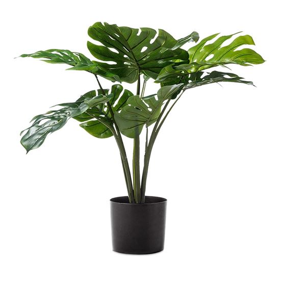 Monstera 1 Bunch 60cm Potted Plant