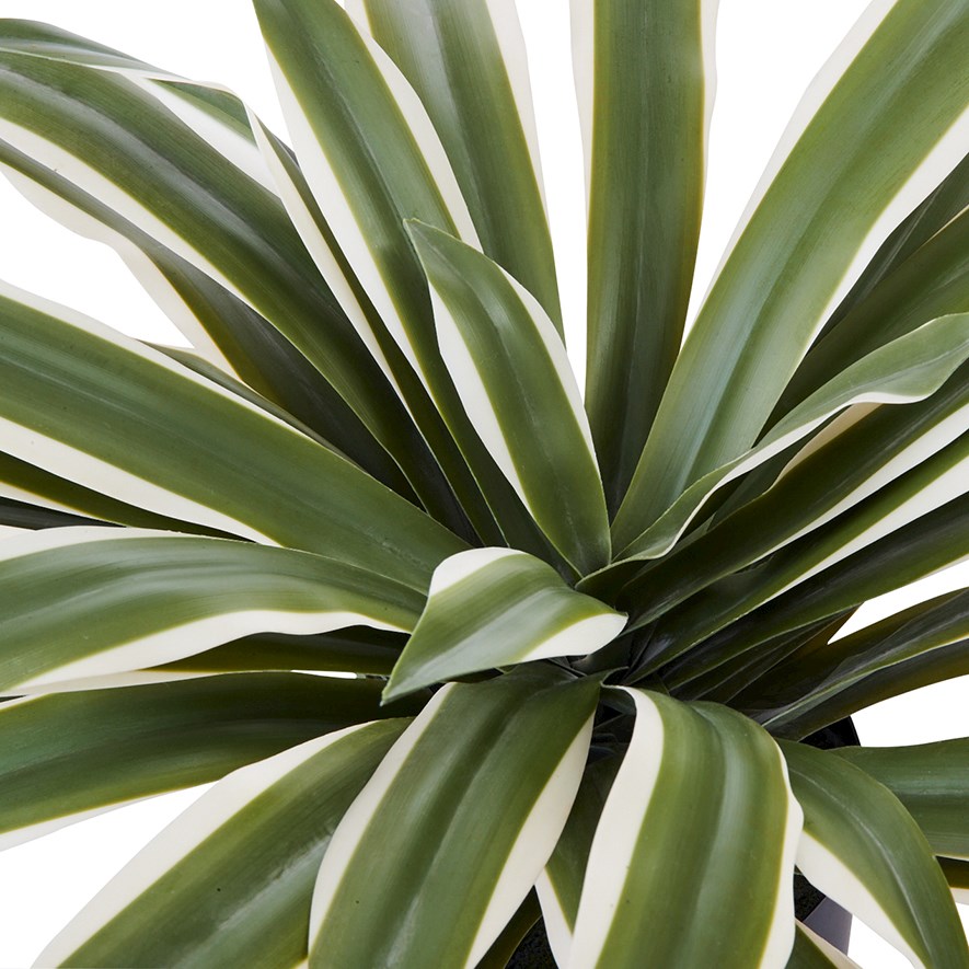Variegated Green Agave Plant | Adairs