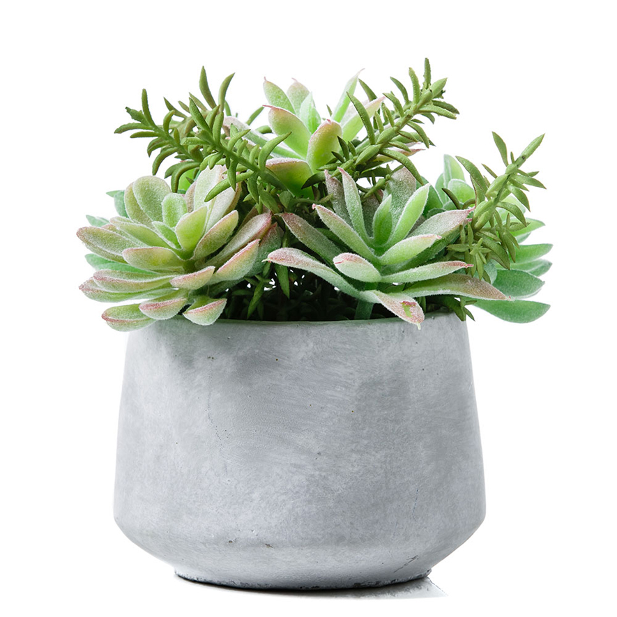 Succulent in Concrete Pot Cactus Garden Adairs