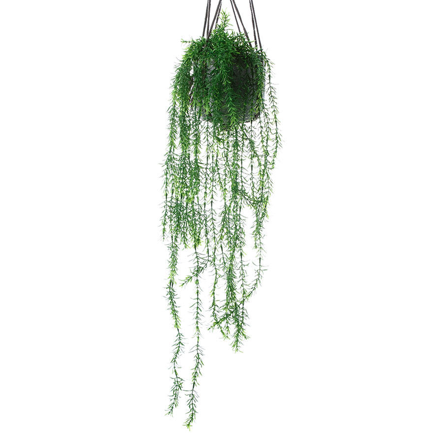 Asparagus Fern Hanging Plant Adairs