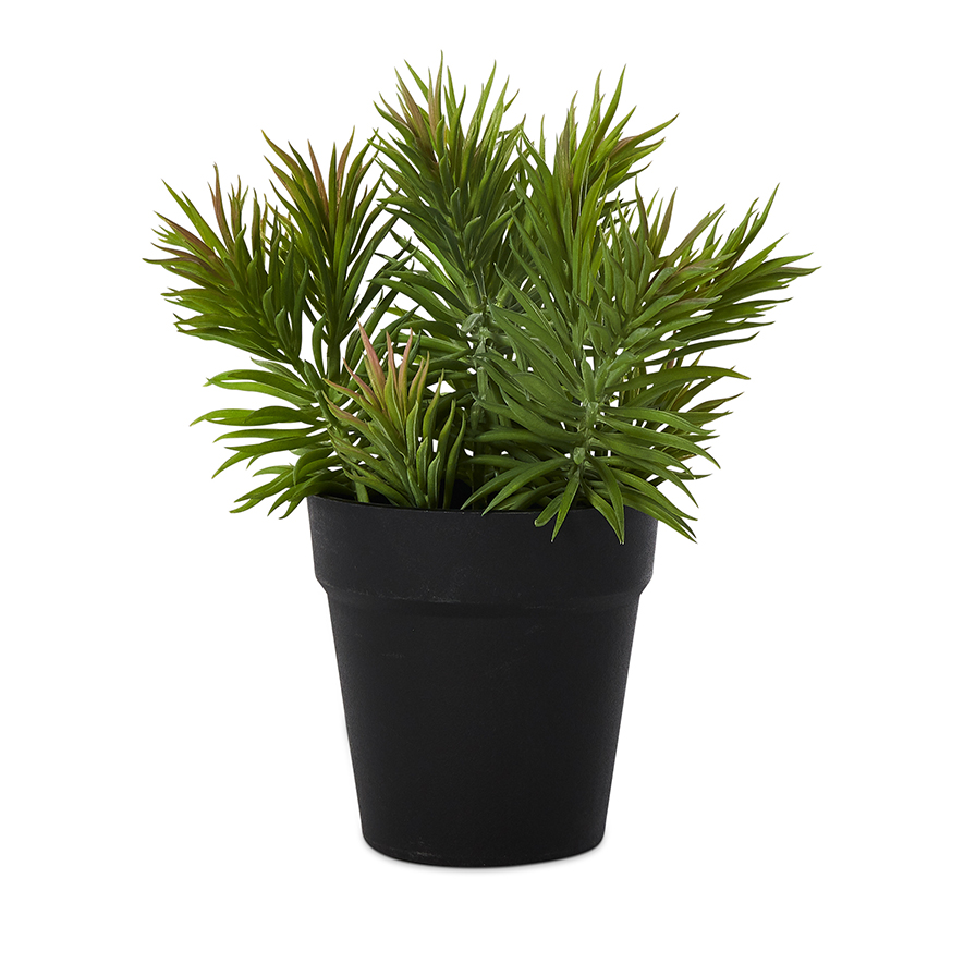 Astoria Potted Plant Spikey Fern Adairs