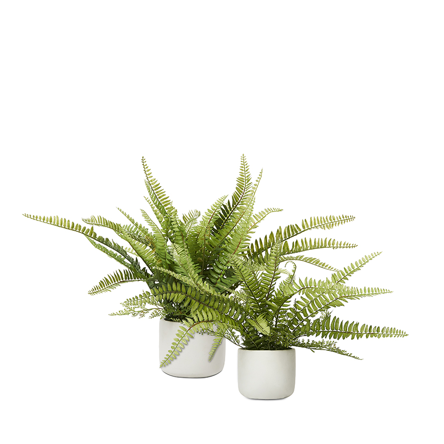 Sonora Fishbone Green Plant | Adairs